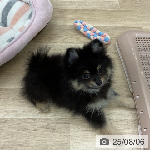 ポメラニアンの写真