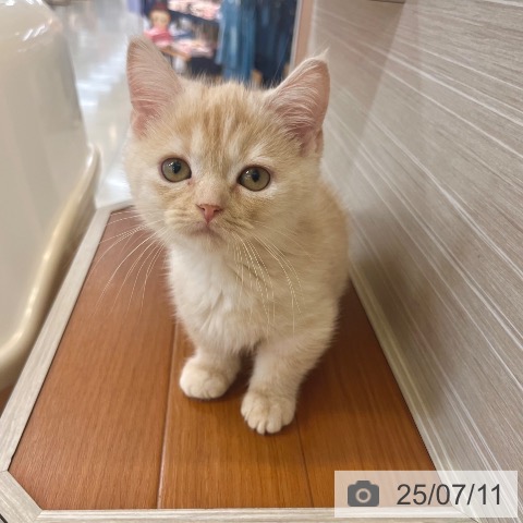 マンチカンの写真