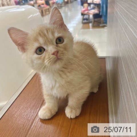 マンチカンの写真