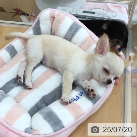チワワの写真