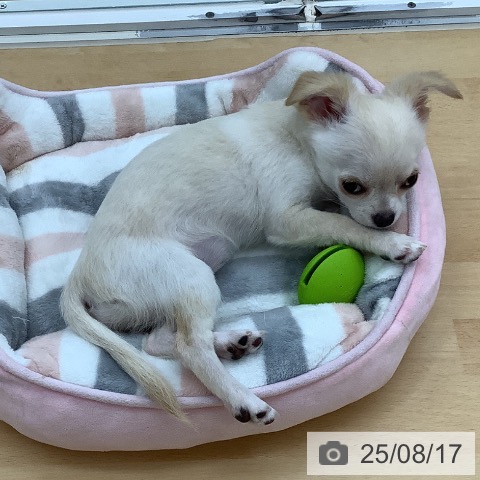 チワワの写真