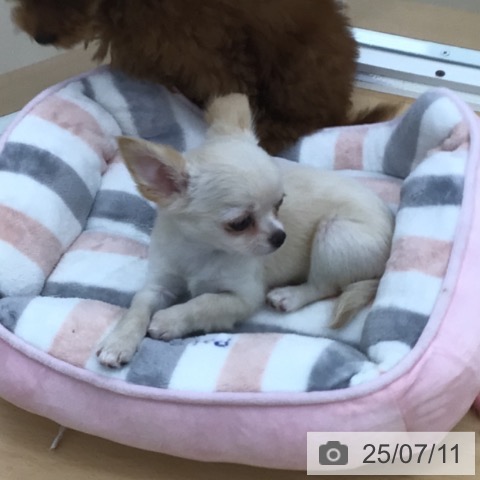 チワワの写真