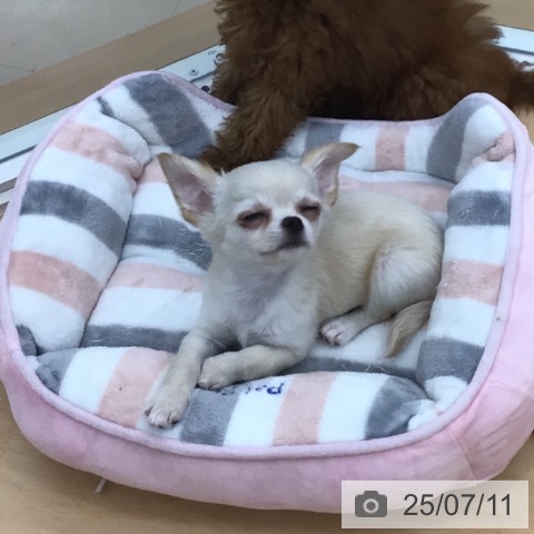 チワワの写真