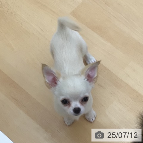 チワワの写真