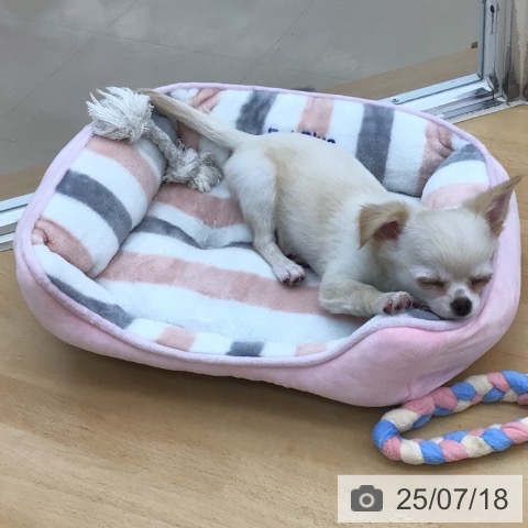 チワワの写真