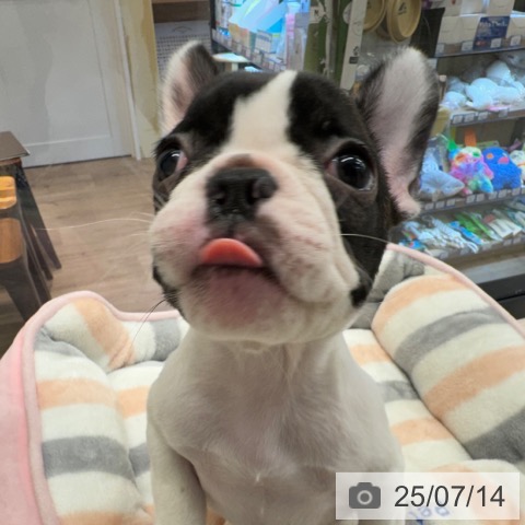 フレンチ・ブルドッグの写真