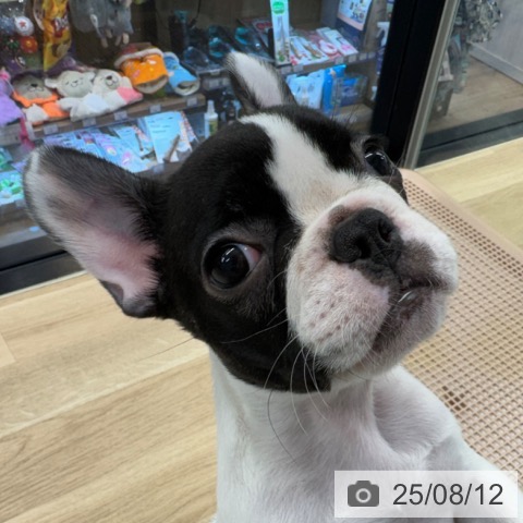 フレンチ・ブルドッグの写真