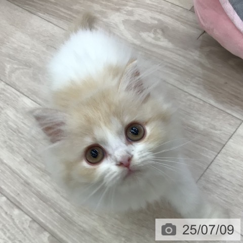 マンチカンの写真