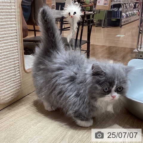 ミヌエットの写真