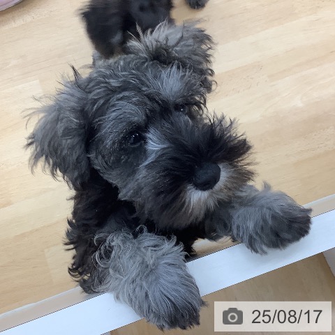 ミニチュア・シュナウザーの写真