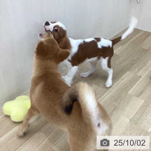 キャバリア・キングチャールズ・スパニエルの写真