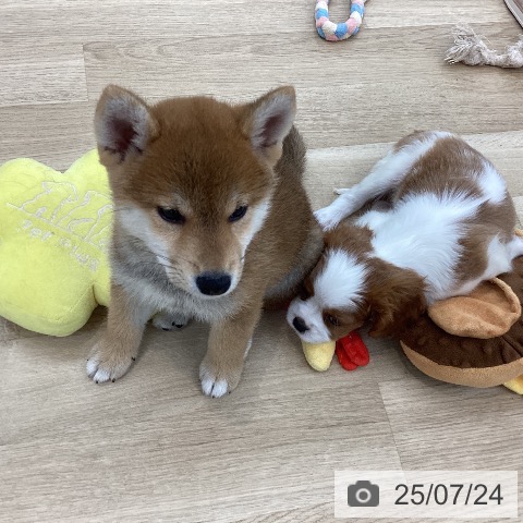 キャバリア・キングチャールズ・スパニエルの写真