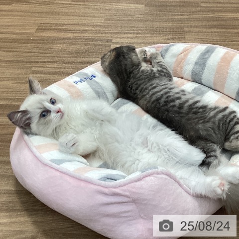 ラグドールの写真