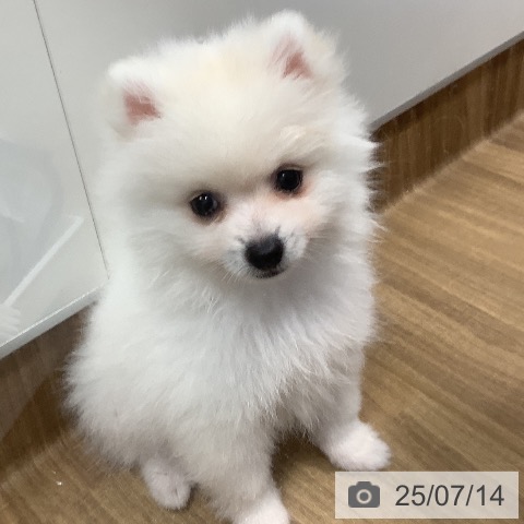 ポメラニアンの写真