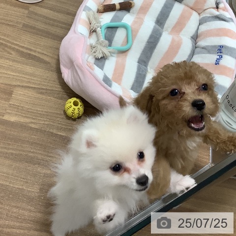 ポメラニアンの写真