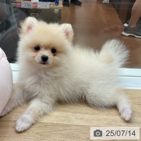 ポメラニアンの写真