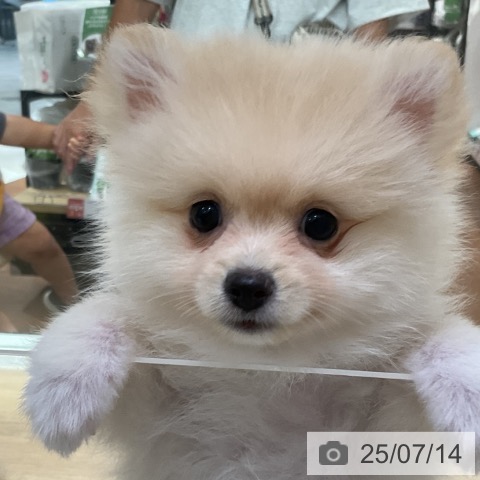ポメラニアンの写真