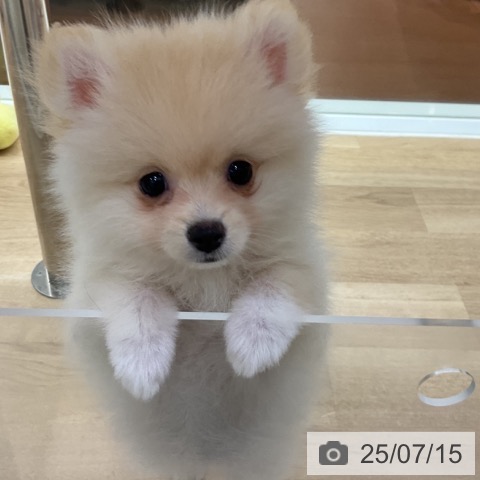ポメラニアンの写真