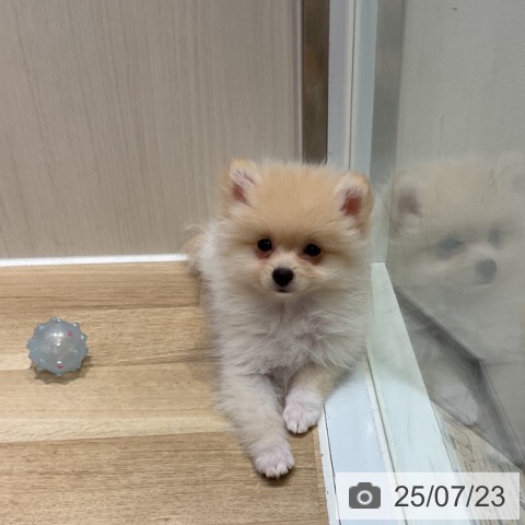 ポメラニアンの写真