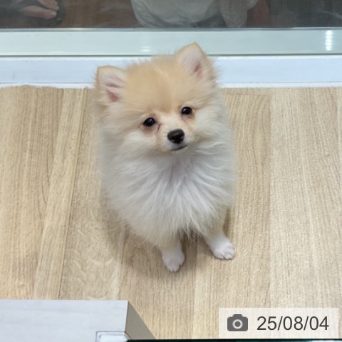 ポメラニアンの写真