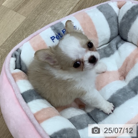チワワの写真