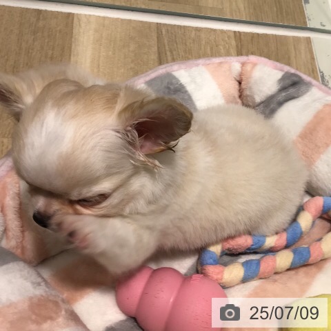 チワワの写真