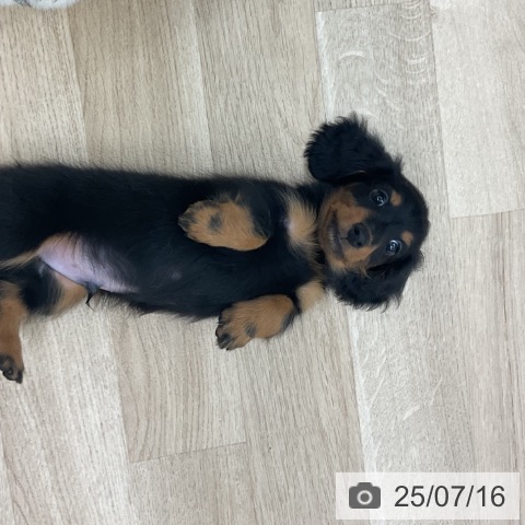 ミニチュア・ダックスフンドの写真