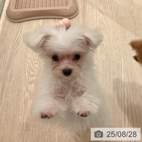 マルチーズの写真