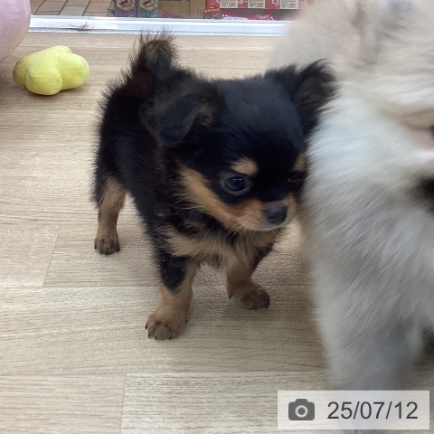 チワワの写真