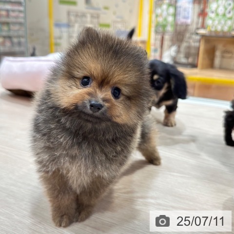 ポメラニアンの写真