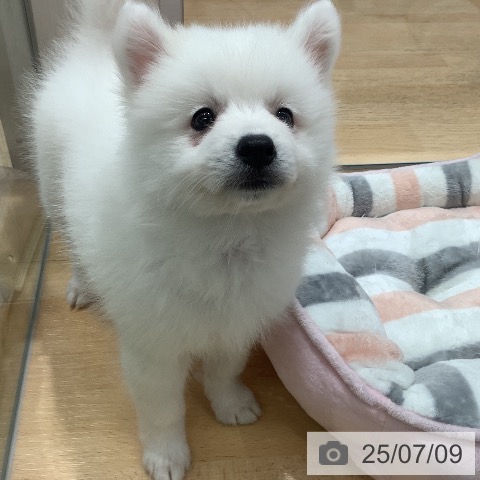 日本スピッツの写真