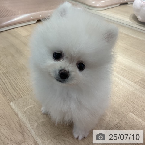 ポメラニアンの写真