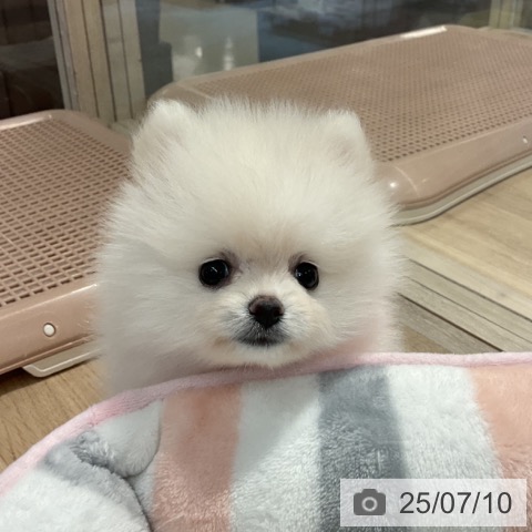 ポメラニアンの写真