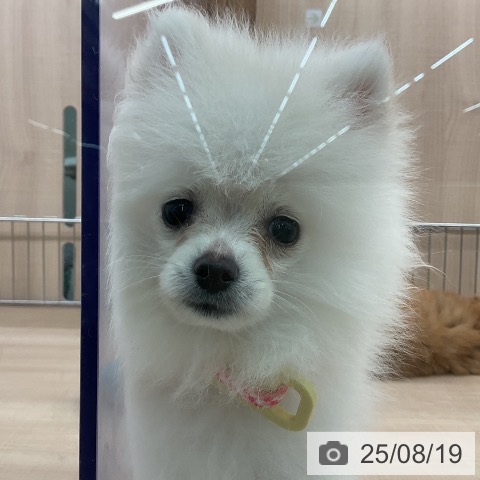 ポメラニアンの写真