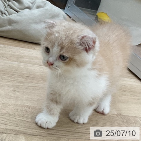 スコティッシュフォールドの写真