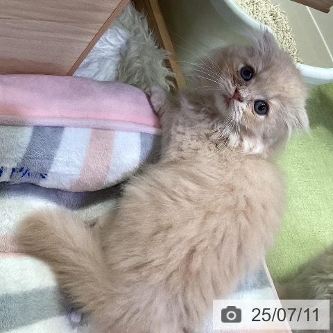 スコティッシュフォールドの写真