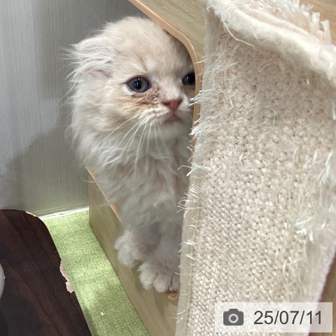 スコティッシュフォールドの写真
