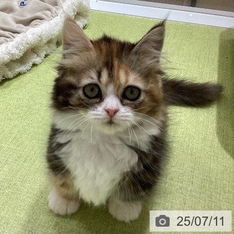 マンチカンの写真