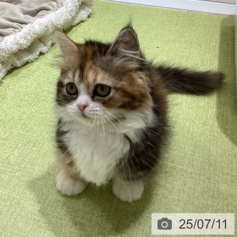 マンチカンの写真