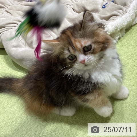 マンチカンの写真