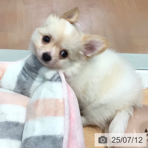 チワワの写真