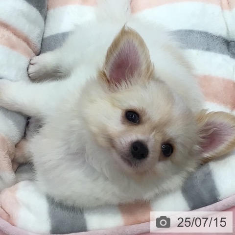 チワワの写真