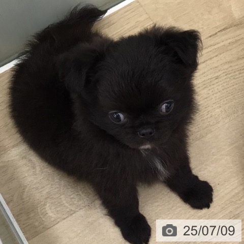 チワワの写真