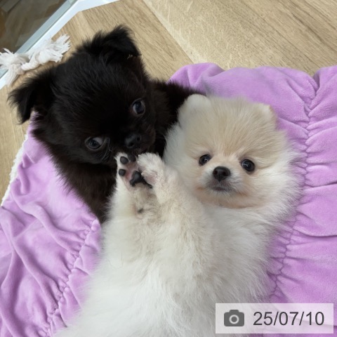 チワワの写真