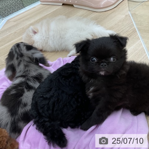 チワワの写真