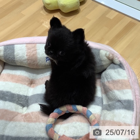 チワワの写真
