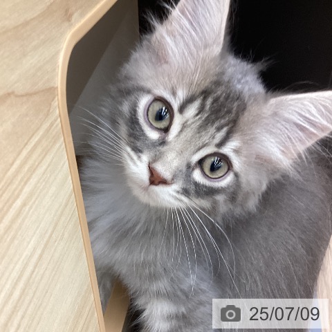サイベリアンの写真