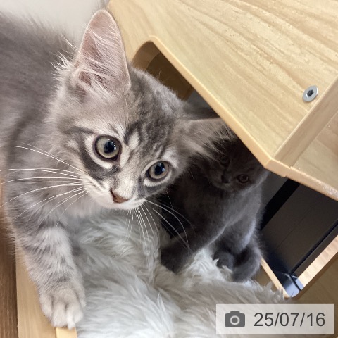 サイベリアンの写真
