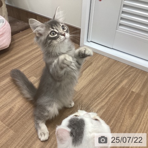 サイベリアンの写真
