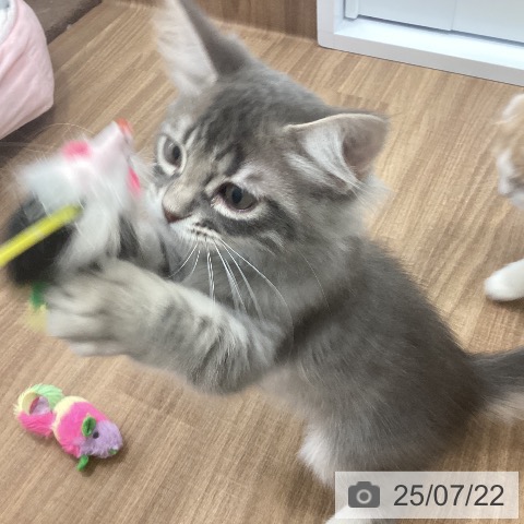 サイベリアンの写真